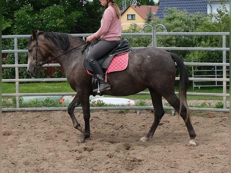 Altri cavalli a sangue caldo Giumenta 4 Anni 155 cm Grigio ferro in Rudersdorf