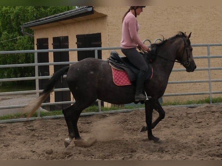 Altri cavalli a sangue caldo Giumenta 4 Anni 155 cm Grigio ferro in Rudersdorf