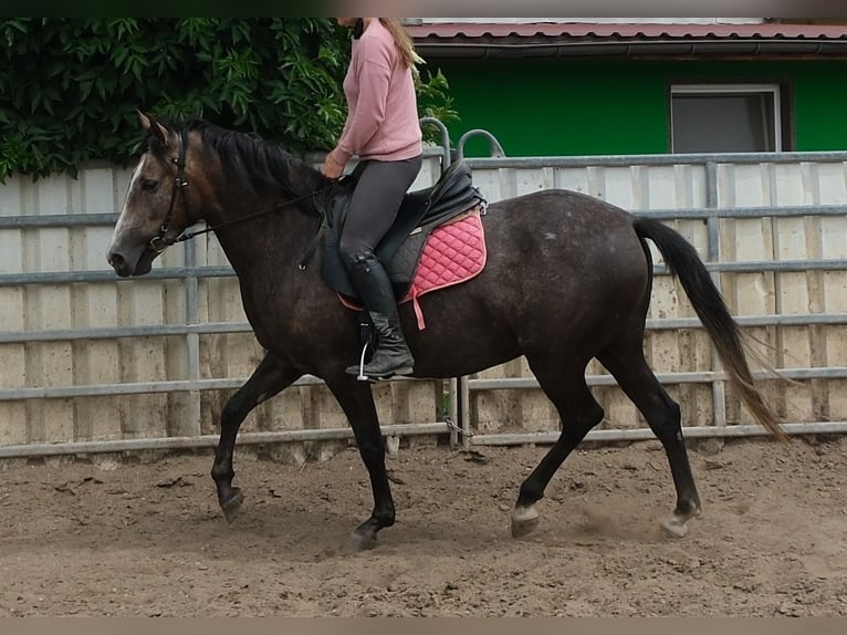 Altri cavalli a sangue caldo Giumenta 4 Anni 155 cm Grigio ferro in Rudersdorf