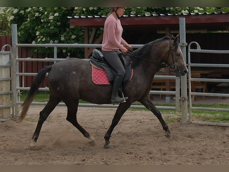 Altri cavalli a sangue caldo Giumenta 4 Anni 155 cm Grigio ferro in Rudersdorf