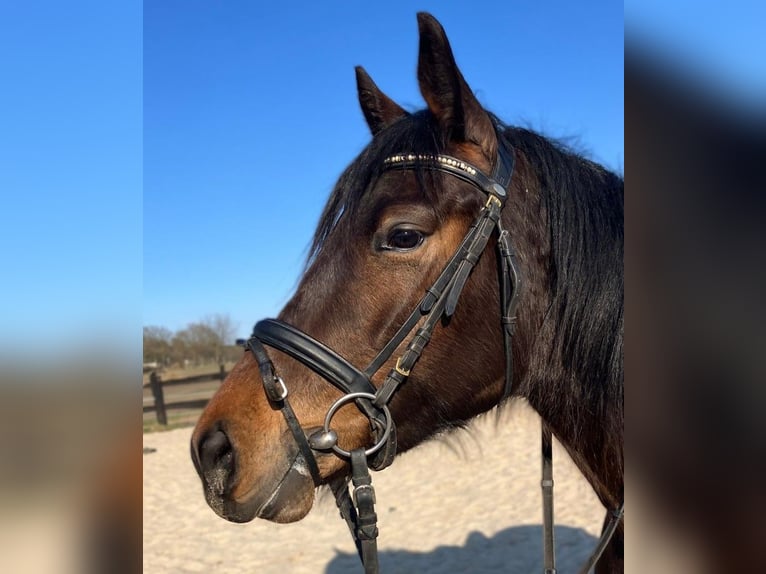 Altri cavalli a sangue caldo Mix Giumenta 4 Anni 155 cm Pezzato in Görlitz