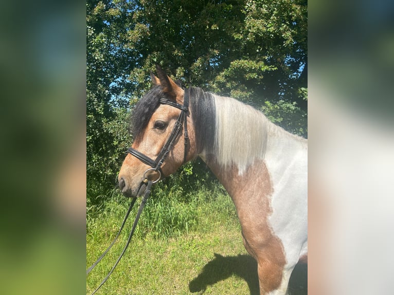 Altri cavalli a sangue caldo Giumenta 4 Anni 156 cm Pezzato in Bad Laer
