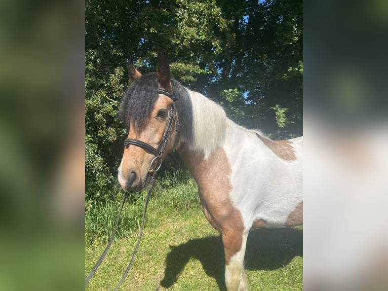 Altri cavalli a sangue caldo Giumenta 4 Anni 156 cm Pezzato in Bad Laer