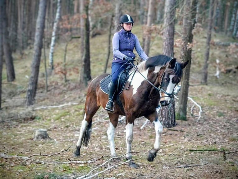 Altri cavalli a sangue caldo Giumenta 4 Anni 159 cm Pezzato in Chełmno