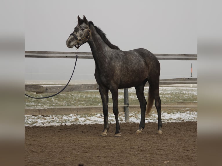 Altri cavalli a sangue caldo Giumenta 4 Anni 160 cm Grigio in Straßwalchen