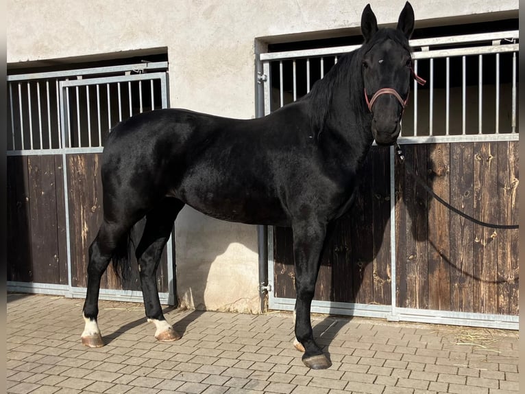 Altri cavalli a sangue caldo Giumenta 4 Anni 162 cm Morello in H&#xFC;nstetten
