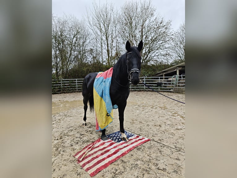 Altri cavalli a sangue caldo Giumenta 4 Anni 162 cm Morello in H&#xFC;nstetten