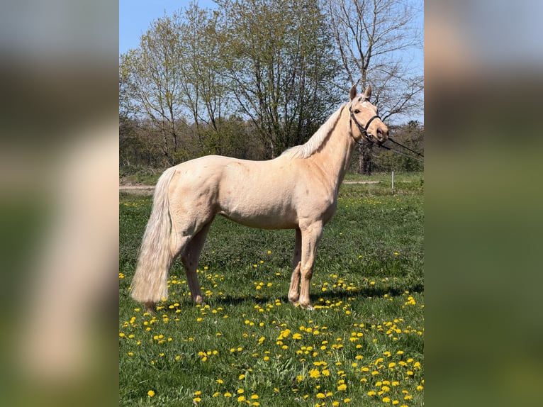 Altri cavalli a sangue caldo Giumenta 4 Anni 162 cm Palomino in Lehe