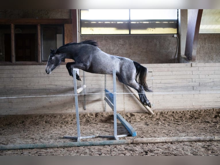 Altri cavalli a sangue caldo Giumenta 4 Anni 163 cm Grigio in Radovljica