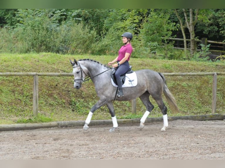 Altri cavalli a sangue caldo Giumenta 4 Anni 163 cm Grigio in Wellheim