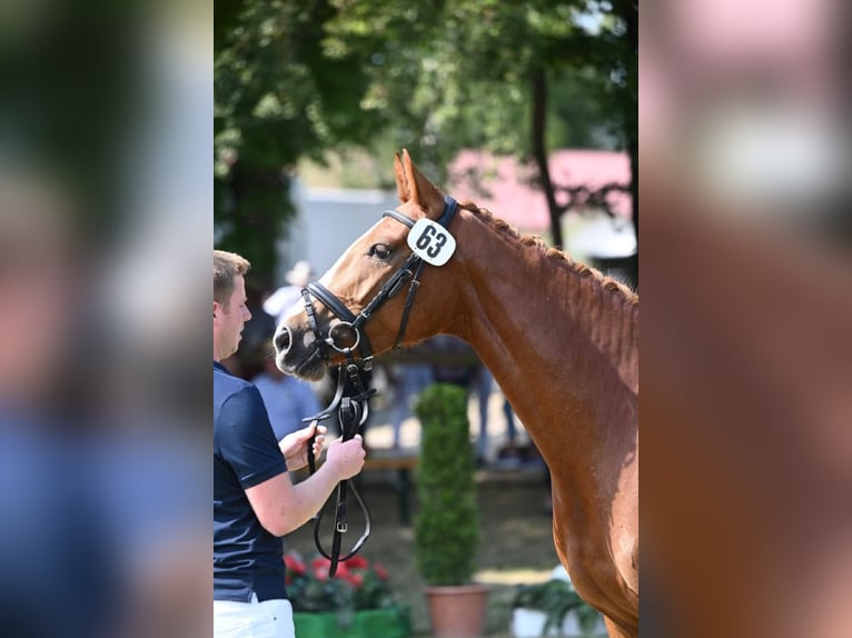 Altri cavalli a sangue caldo Giumenta 4 Anni 163 cm Sauro in Haarbach