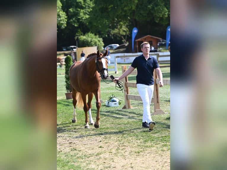 Altri cavalli a sangue caldo Giumenta 4 Anni 163 cm Sauro in Neuhaus am Inn