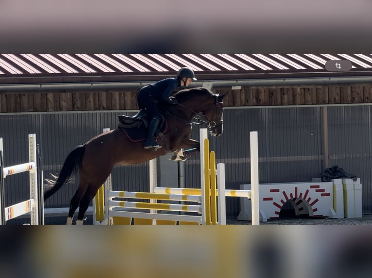 Altri cavalli a sangue caldo Giumenta 4 Anni 164 cm Baio in Erharting