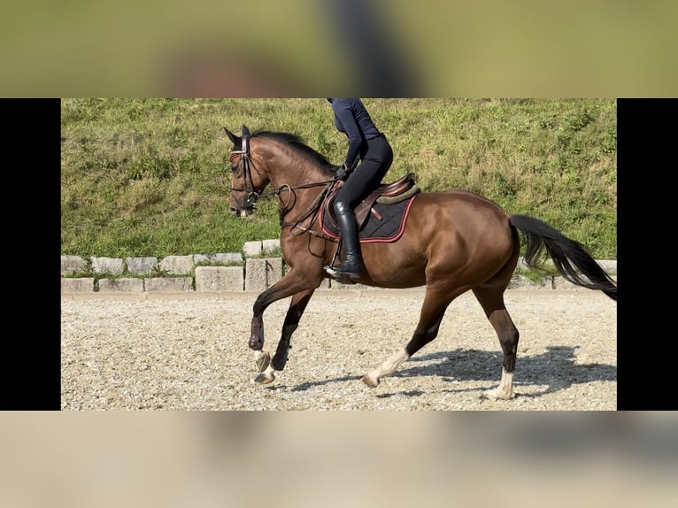 Altri cavalli a sangue caldo Giumenta 4 Anni 164 cm Baio in Erharting