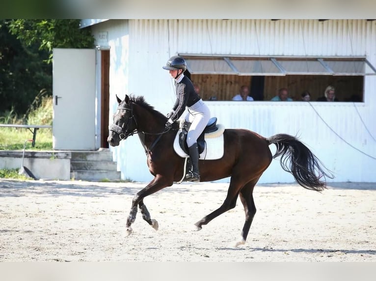 Altri cavalli a sangue caldo Giumenta 4 Anni 164 cm Morello in Enzesfeld-Lindabrunn