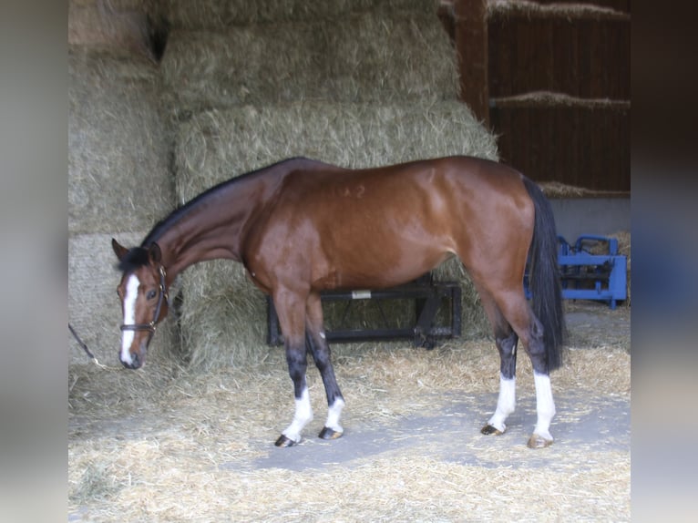 Altri cavalli a sangue caldo Giumenta 4 Anni 165 cm in Erharting