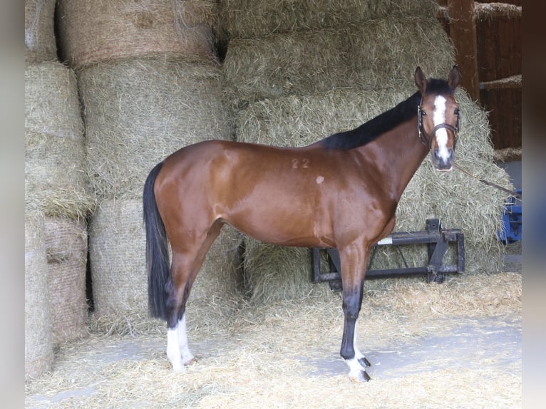 Altri cavalli a sangue caldo Giumenta 4 Anni 165 cm in Erharting
