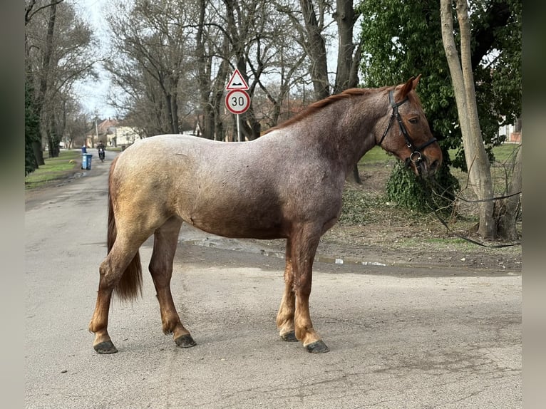 Altri cavalli a sangue caldo Giumenta 4 Anni 165 cm Roano rosso in Békéscsaba