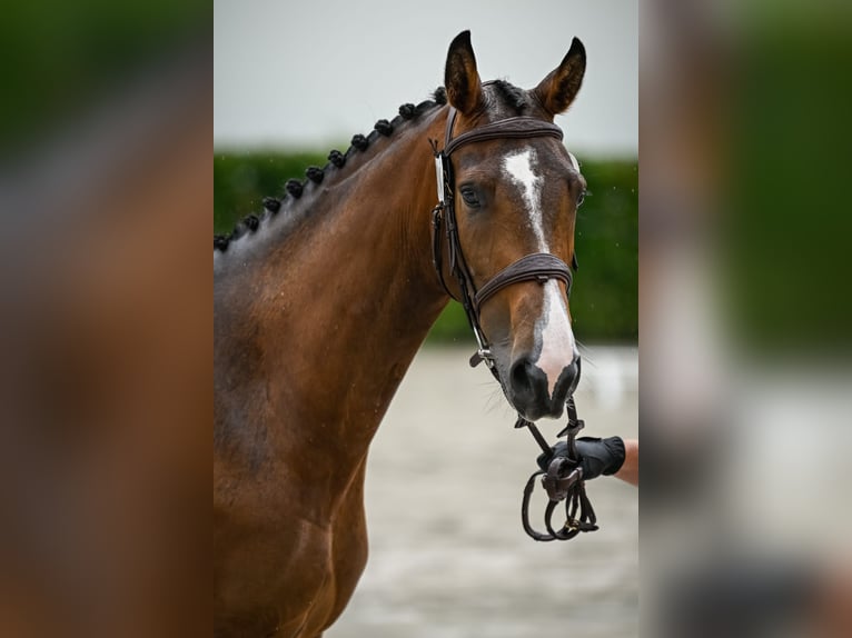 Altri cavalli a sangue caldo Giumenta 4 Anni 166 cm Baio in Schwarzenburg