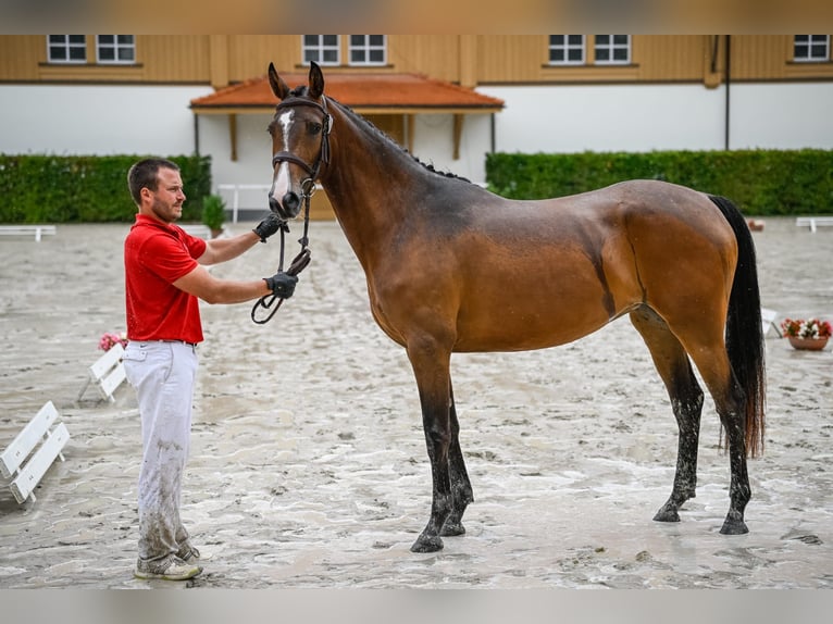 Altri cavalli a sangue caldo Giumenta 4 Anni 166 cm Baio in Schwarzenburg