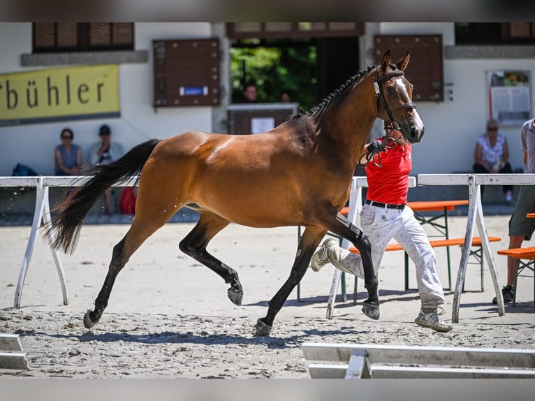 Altri cavalli a sangue caldo Giumenta 4 Anni 166 cm Baio in Schwarzenburg