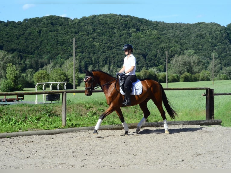 Altri cavalli a sangue caldo Giumenta 4 Anni 166 cm Baio in Wellheim