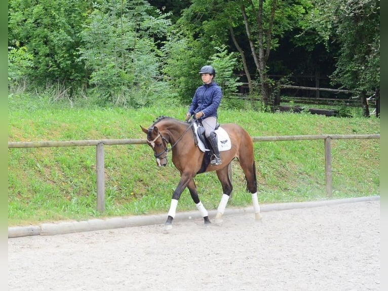 Altri cavalli a sangue caldo Giumenta 4 Anni 167 cm Baio in Wellheim
