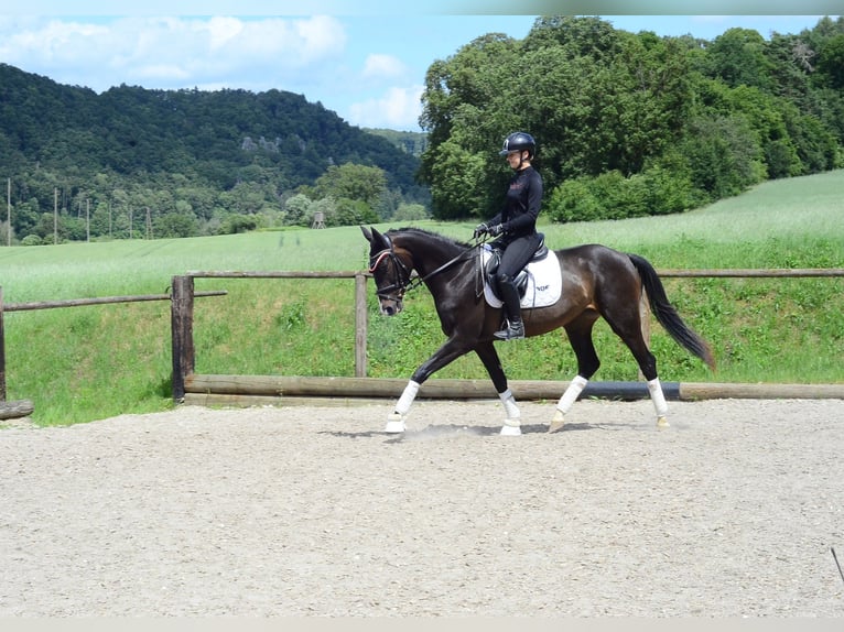 Altri cavalli a sangue caldo Giumenta 4 Anni 167 cm Baio nero in Wellheim