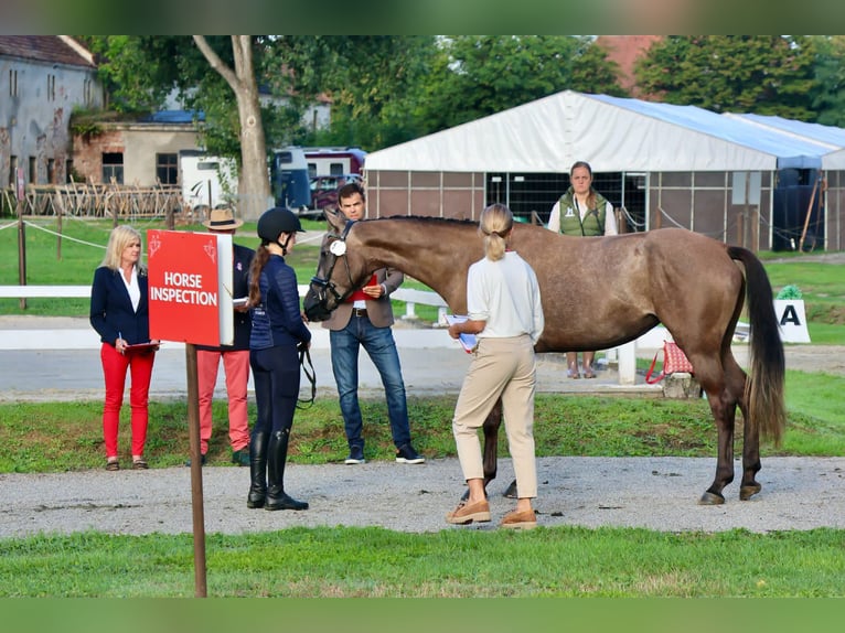 Altri cavalli a sangue caldo Giumenta 4 Anni 167 cm Grigio in Międzyłęż