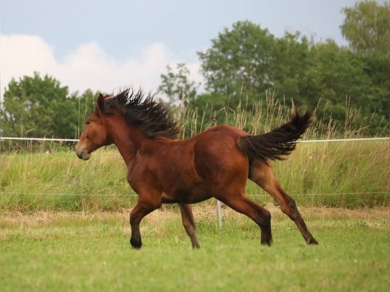 Altri cavalli a sangue caldo Mix Giumenta 4 Anni 168 cm Baio in Stadland (Norderschwei)