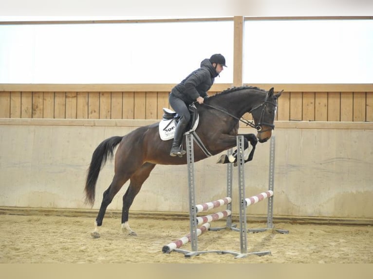 Altri cavalli a sangue caldo Giumenta 4 Anni 168 cm Baio scuro in Wellheim