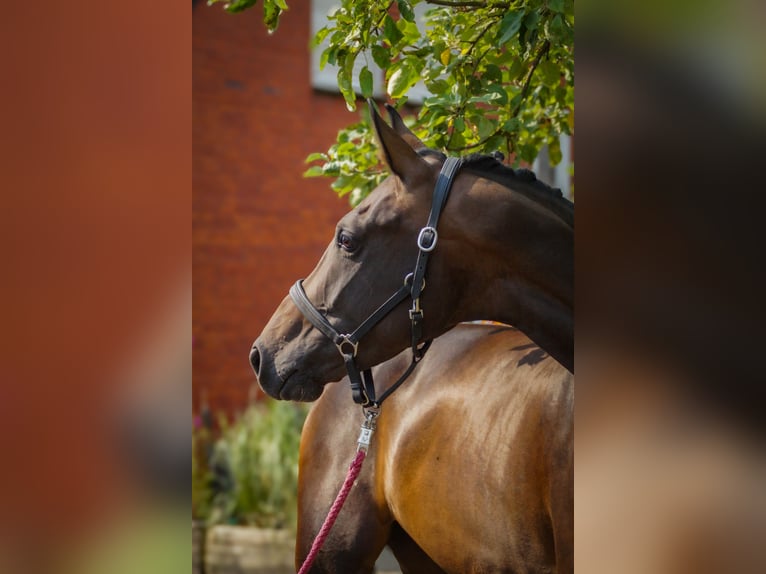 Altri cavalli a sangue caldo Giumenta 4 Anni 168 cm in Dorsten