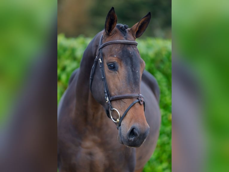 Altri cavalli a sangue caldo Giumenta 4 Anni 169 cm Baio in Kinrooi