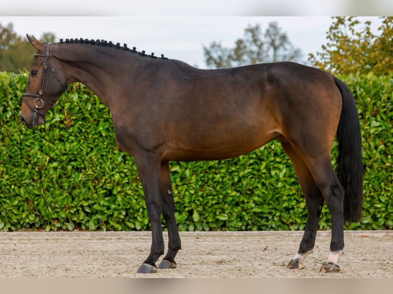 Altri cavalli a sangue caldo Giumenta 4 Anni 169 cm Baio in Kinrooi