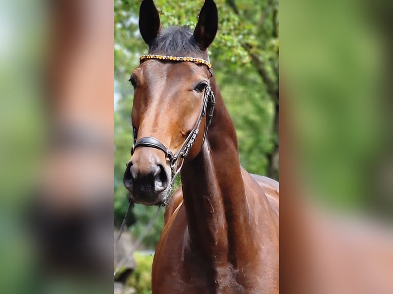 Altri cavalli a sangue caldo Giumenta 4 Anni 172 cm Baio in Warendorf
