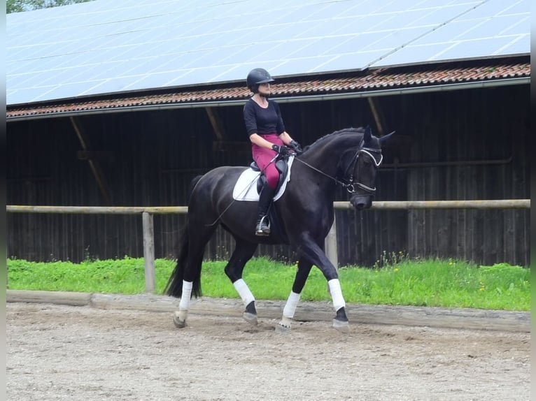 Altri cavalli a sangue caldo Giumenta 4 Anni 174 cm Morello in Wellheim