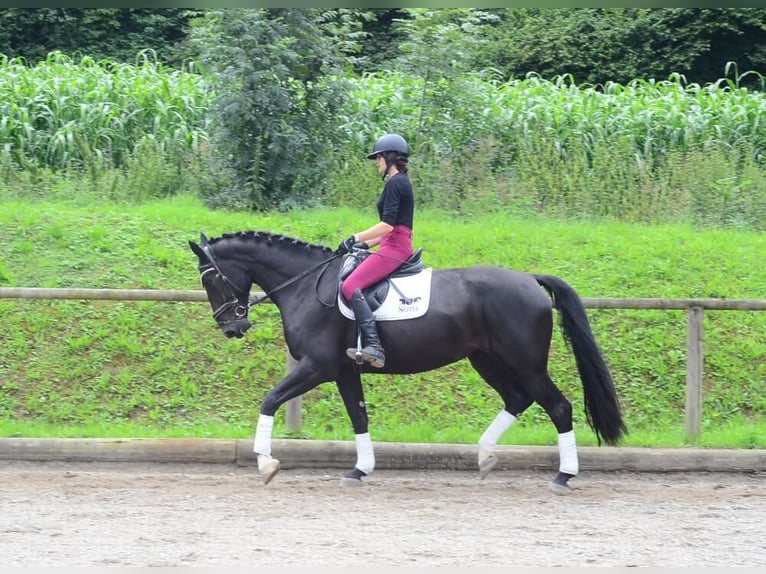 Altri cavalli a sangue caldo Giumenta 4 Anni 174 cm Morello in Wellheim