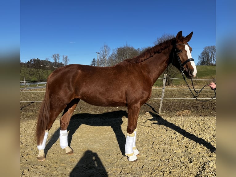 Altri cavalli a sangue caldo Giumenta 4 Anni 177 cm Sauro in WipperfürthWipperfürth