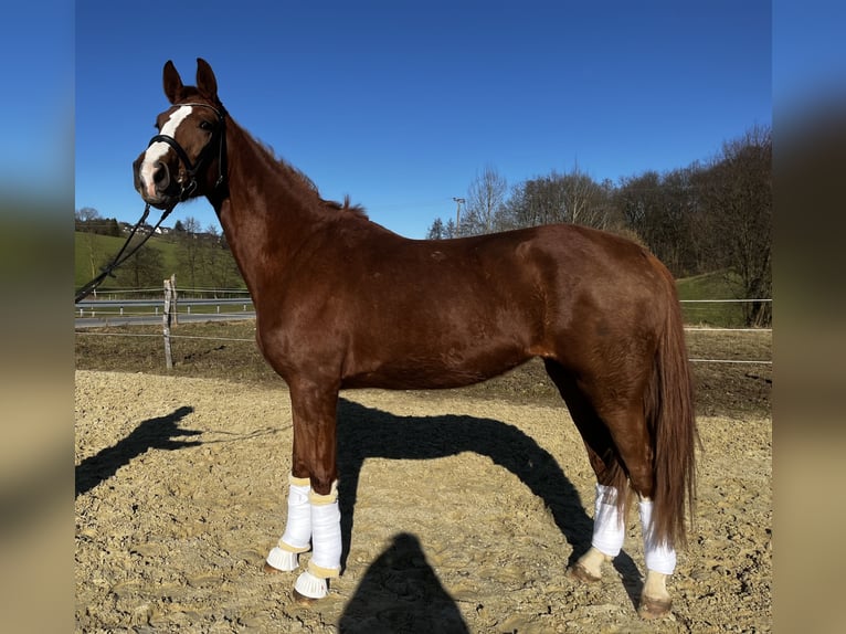 Altri cavalli a sangue caldo Giumenta 4 Anni 177 cm Sauro in WipperfürthWipperfürth