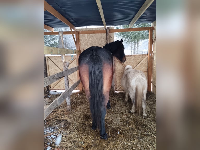 Altri cavalli a sangue caldo Mix Giumenta 5 Anni 150 cm Baio scuro in Abony