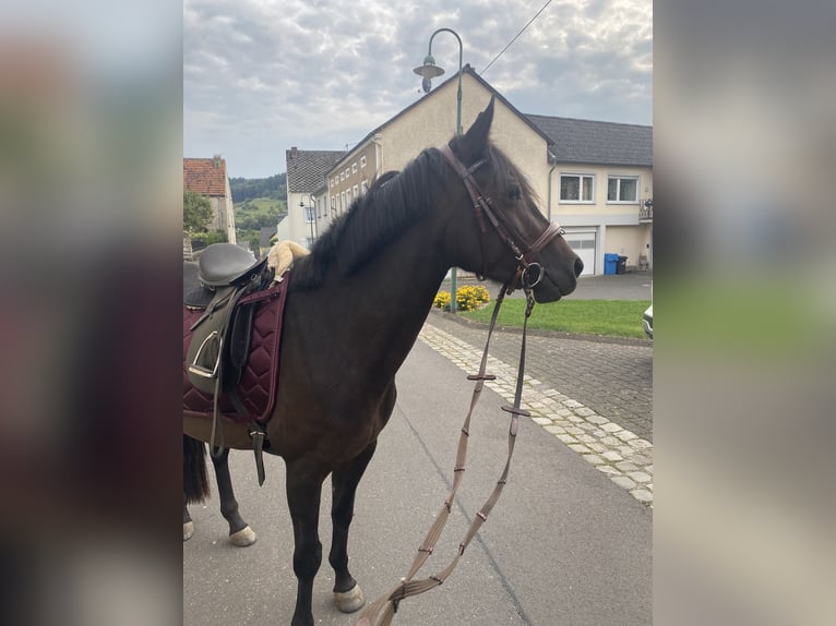 Altri cavalli a sangue caldo Giumenta 5 Anni 152 cm Baio scuro in Holsthum
