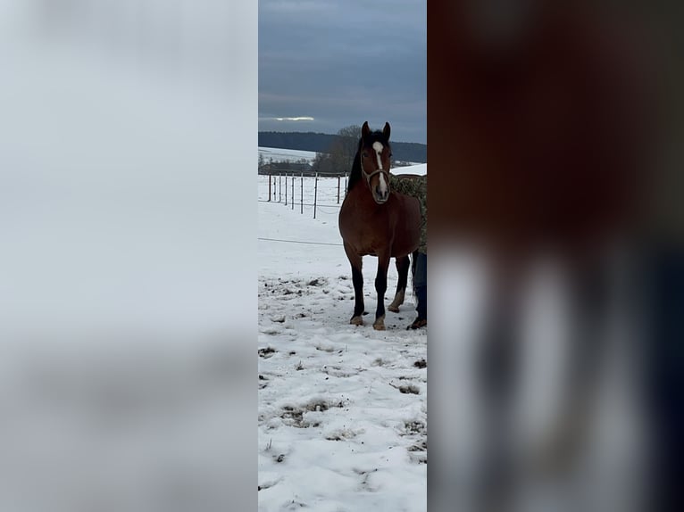 Altri cavalli a sangue caldo Giumenta 5 Anni 155 cm Sauro scuro in Uehlfeld