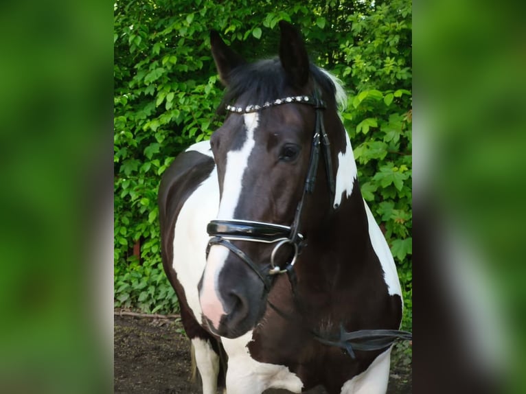 Altri cavalli a sangue caldo Giumenta 5 Anni 159 cm Pezzato in Braunschweig
