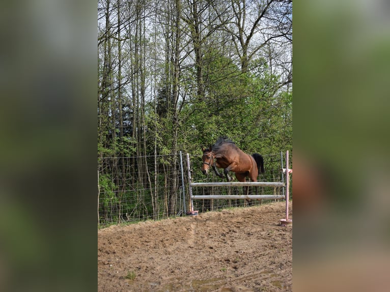 Altri cavalli a sangue caldo Mix Giumenta 5 Anni 160 cm Baio in Ełk