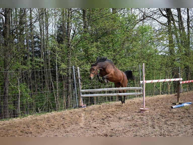 Altri cavalli a sangue caldo Mix Giumenta 5 Anni 160 cm Baio in Ełk