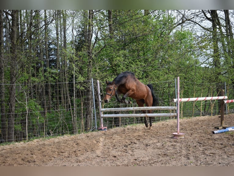 Altri cavalli a sangue caldo Mix Giumenta 5 Anni 160 cm Baio in Ełk