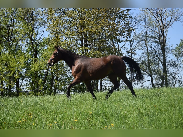 Altri cavalli a sangue caldo Mix Giumenta 5 Anni 160 cm Baio in Ełk