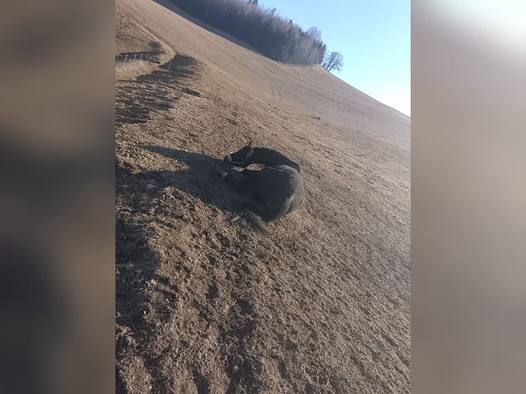 Altri cavalli a sangue caldo Giumenta 5 Anni 160 cm Baio nero in Tragwein