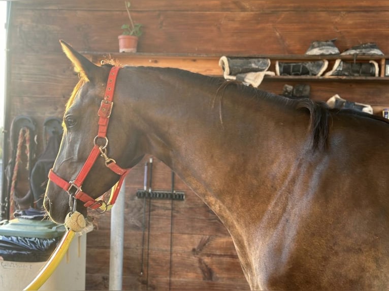 Altri cavalli a sangue caldo Giumenta 5 Anni 160 cm Morello in Conde Cortichelles, Del (Masia)