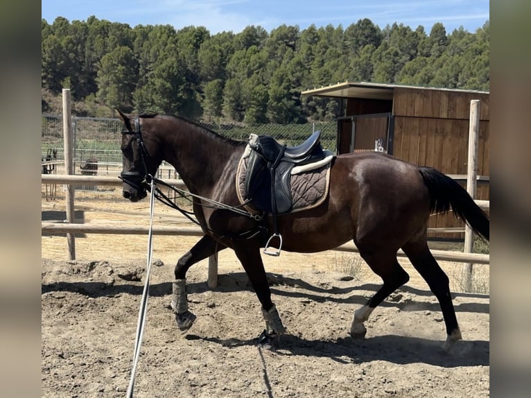 Altri cavalli a sangue caldo Giumenta 5 Anni 160 cm Morello in Conde Cortichelles, Del (Masia)